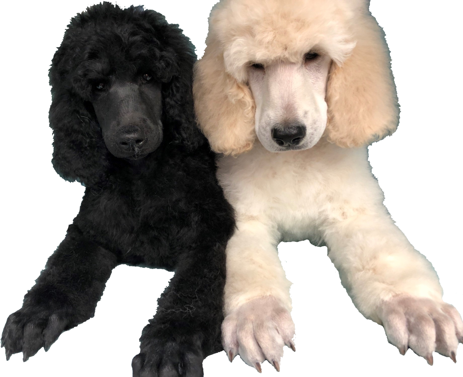 Lynmar Kennels - Home